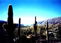 the desert calls...
