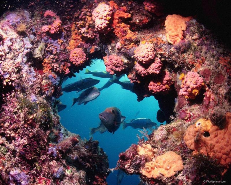 barrierreef.jpg