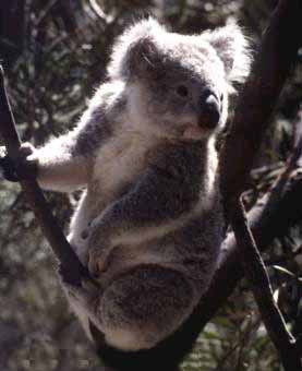 koala.jpg