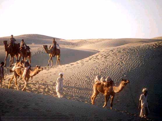 camels.jpg