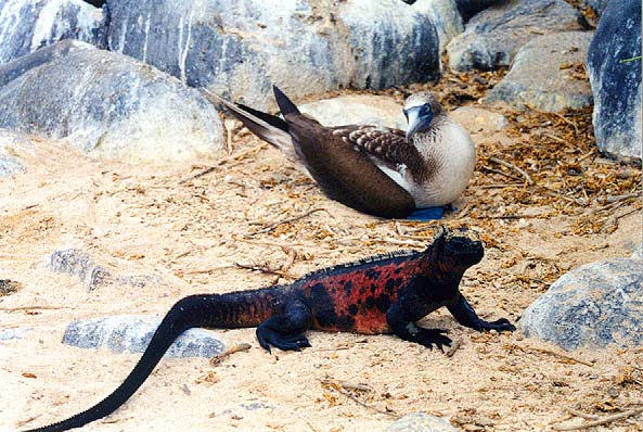 boobyiguana.jpg