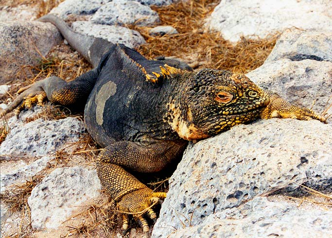 landiguana.jpg