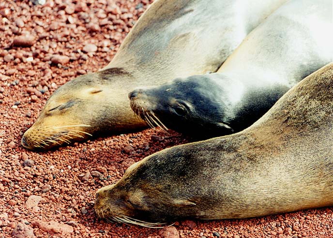 napsealions.jpg