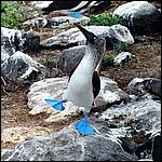 Blue Footed Booby Dance