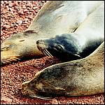Baby Sea Lion Nap