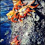 Sally Lightfoot Crabs