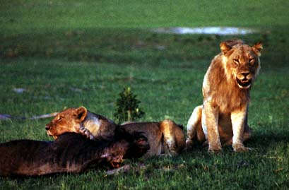 lion1bg.jpg